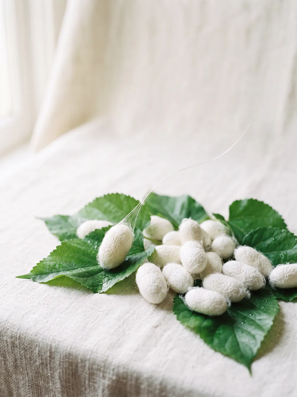 Silk cocoons resting on fresh mulberry leaves